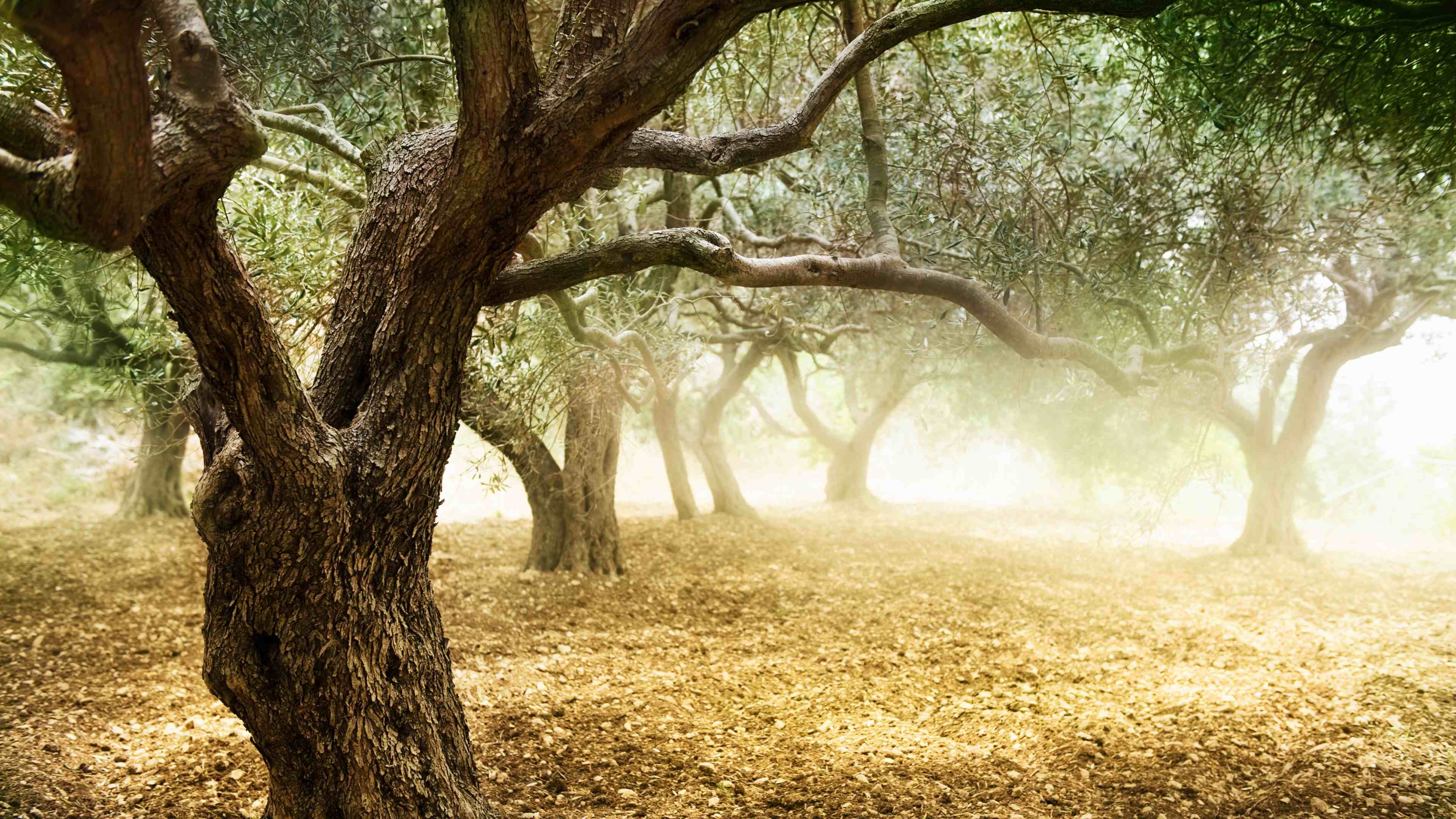 Five Amazing Facts about the Olive Tree