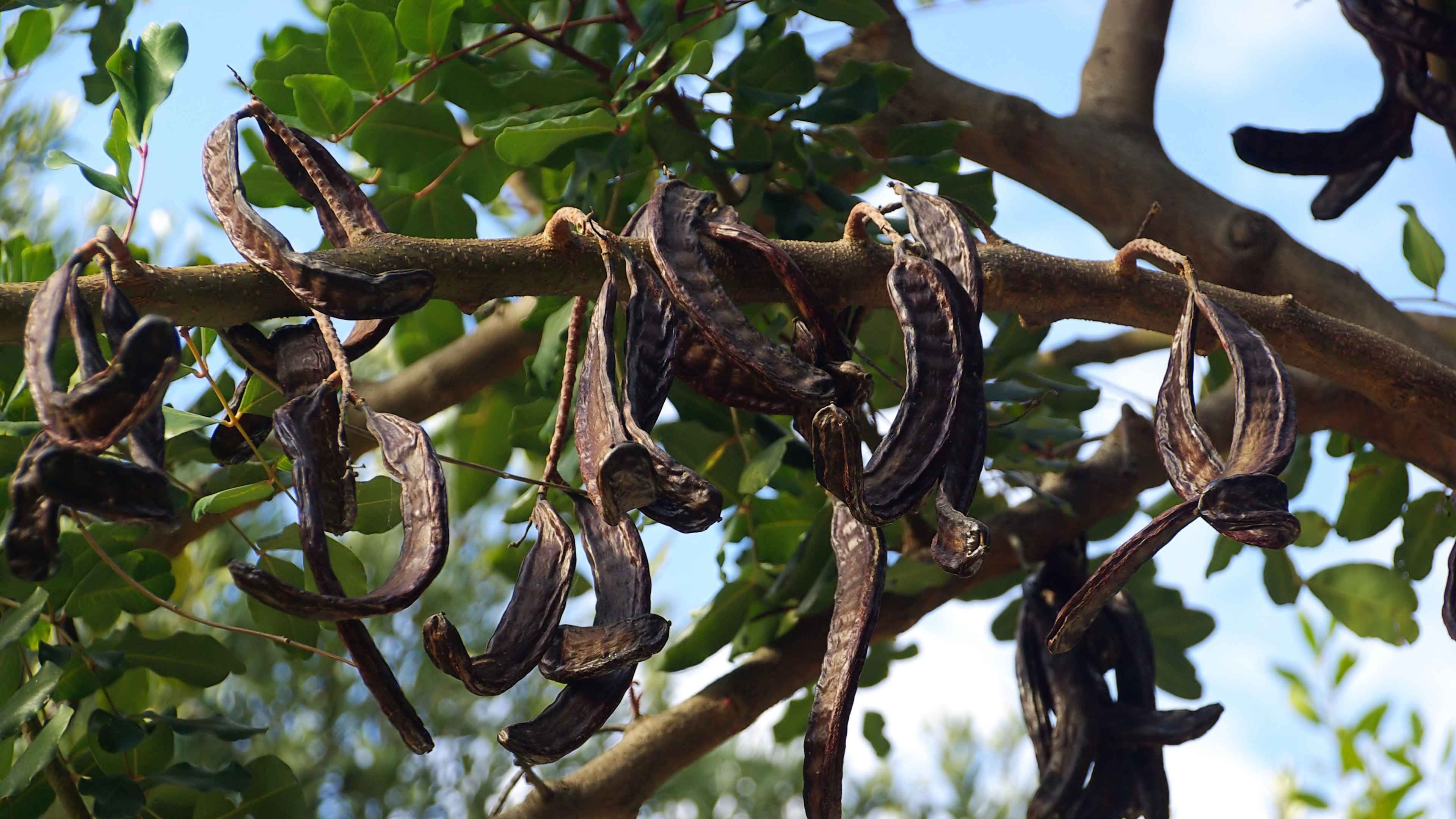 The Carob Tree and Its Surprising Particularities