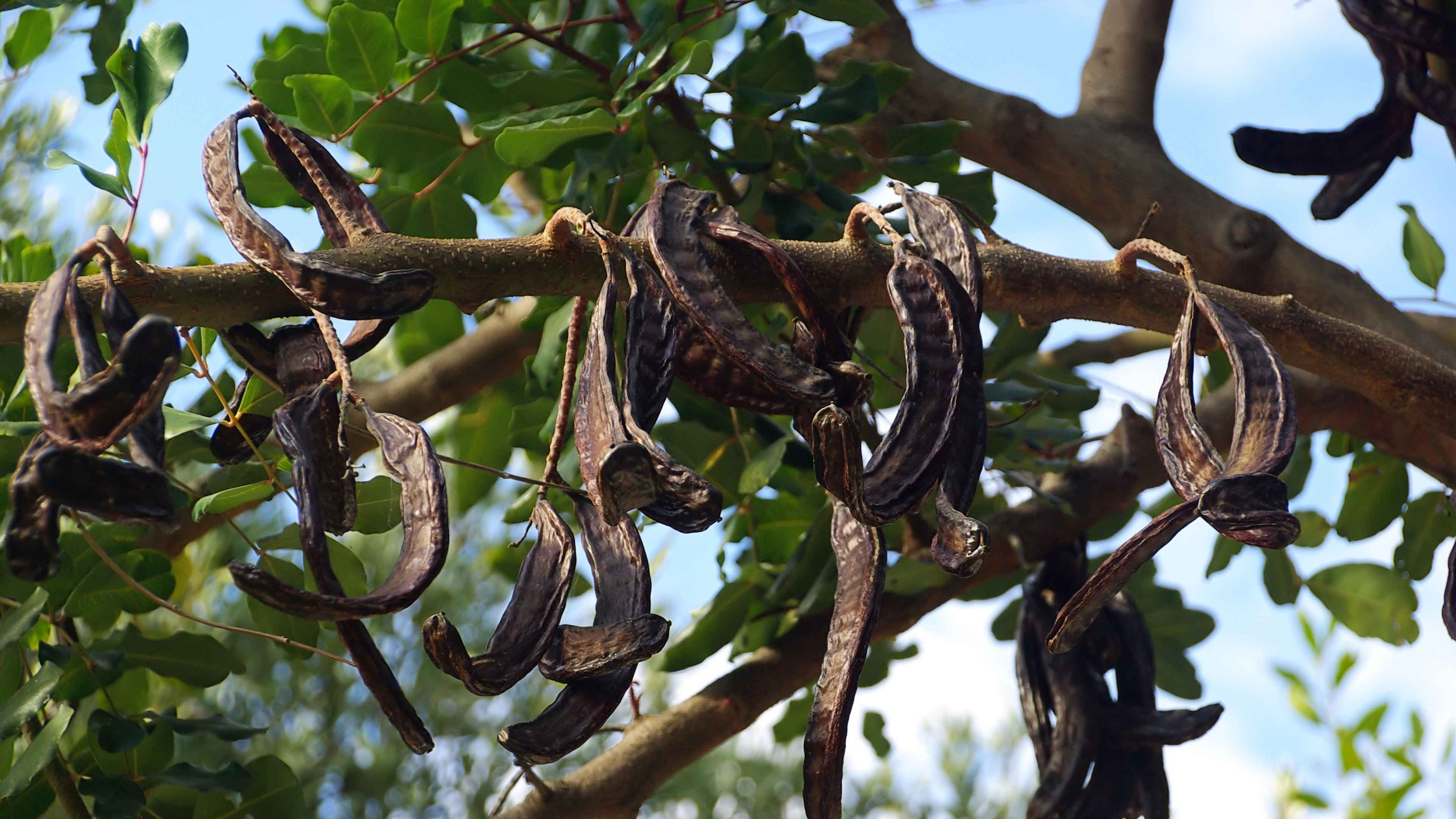 Carob Tree